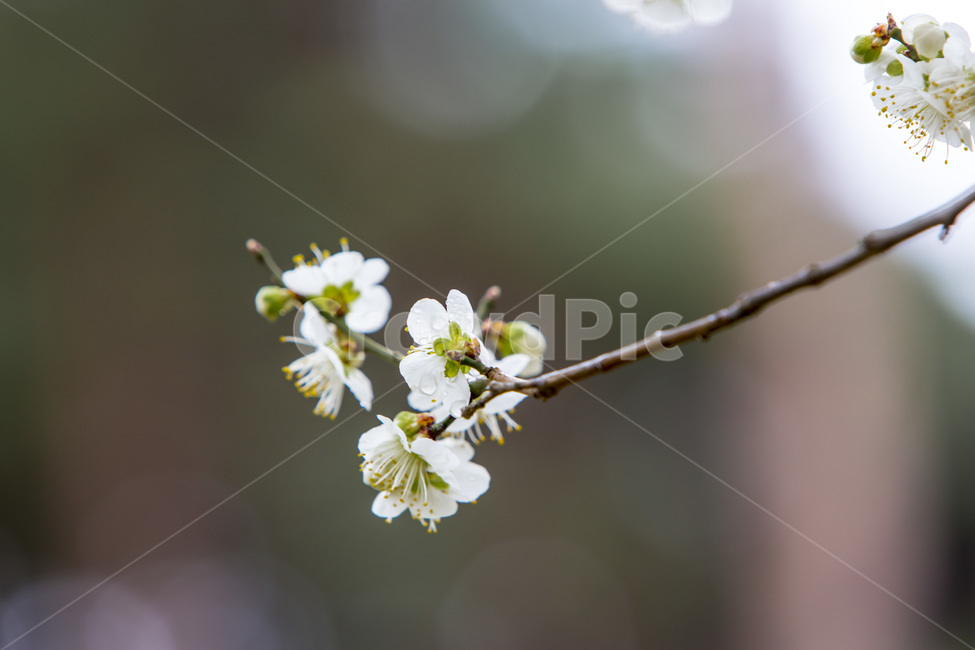 벚꽃,봄,문양,무늬,감성,봄,계절,spring,season,식물,자연,plants,nature,꽃,flower,plant