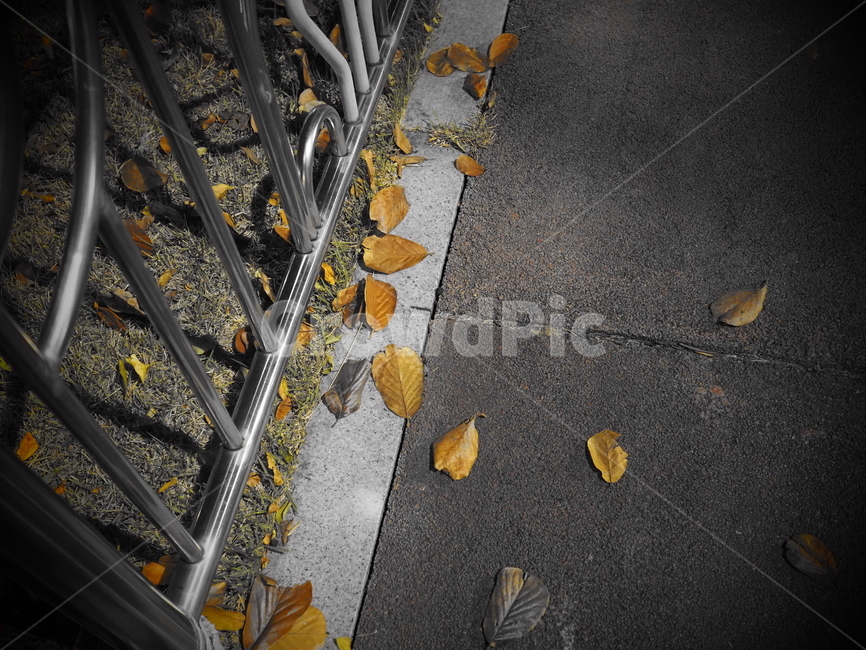 가을,낙엽,단풍잎,단풍,쓸쓸함,감성사진,fall