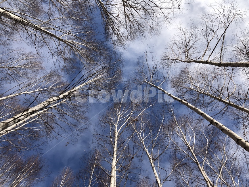 자작나무,숲,나무,하늘,자연,nature,tree,plant,식물,자연,plants,nature,나무,trees,wood