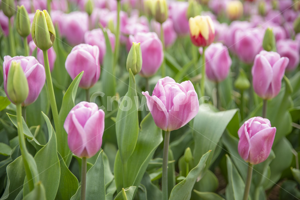 봄꽃,꽃,튤립,꽃밭,튤립축제,봄,계절,spring,season,식물,자연,plants,nature,꽃,flower,plant,blossom