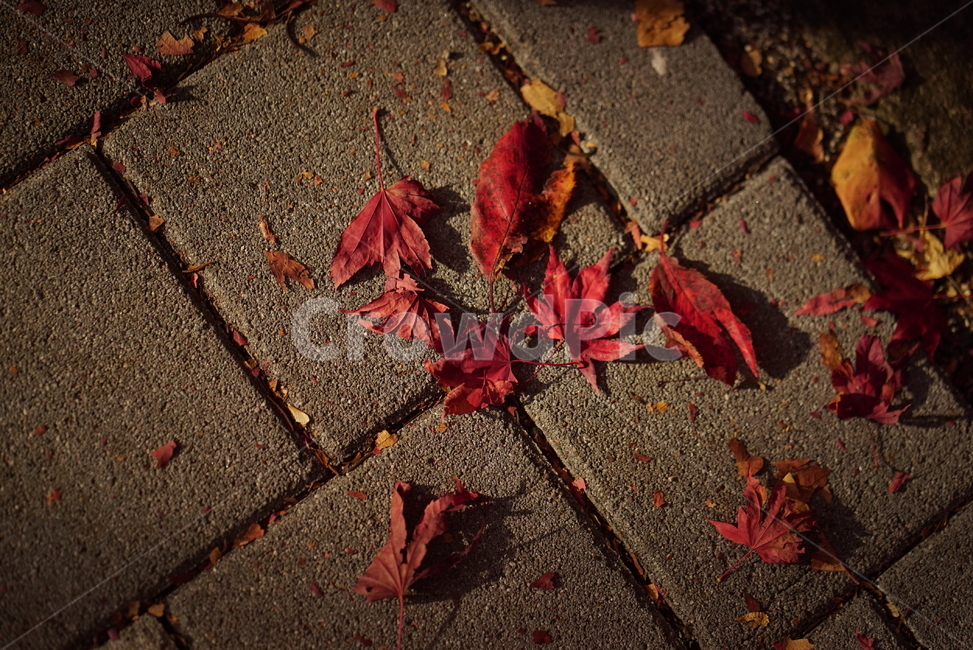 가을,단풍,낙엽,감성,노을,빛,plant,식물,leaf,잎