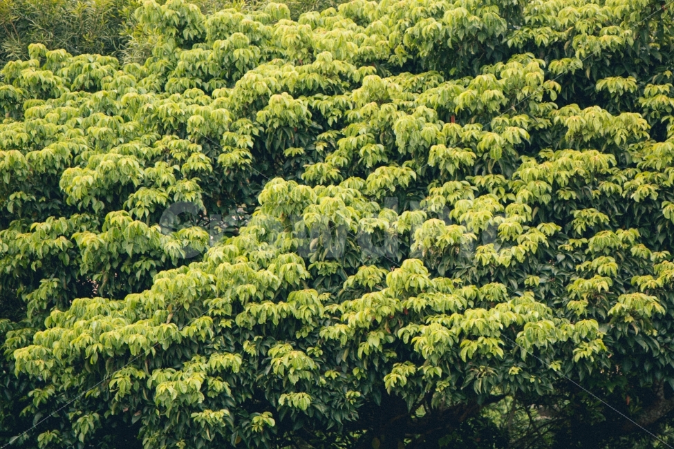 식물,초록,나무,일본,오키나와,자연,식물,자연,plants,nature