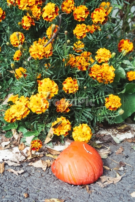 홍시,민들레,꽃밭,감,꽃감,식물,자연,plants,nature,꽃,flower,과일,열매,fruit