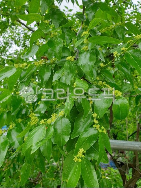 jujube tree,plant,jujube tree flower,leaf,flower