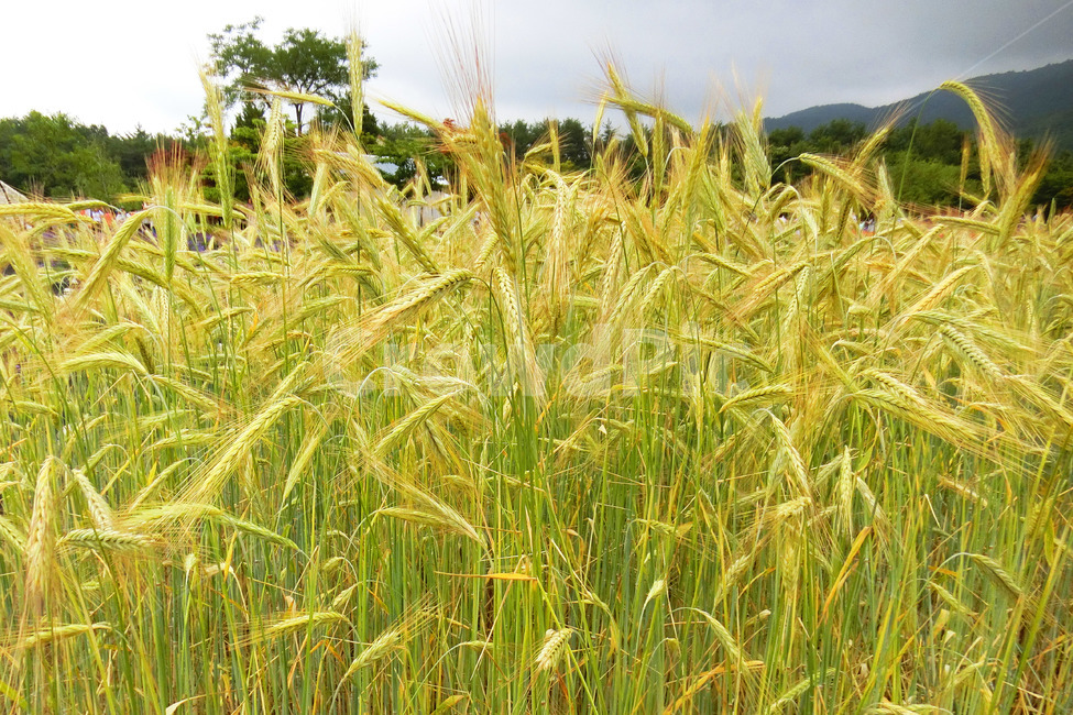 벼,보리,갈대,갈대밭,가을,가을,계절,fall,autumn,season,plant,식물,vegetable,야채,food,음식,grain,곡물,vegetation,초목