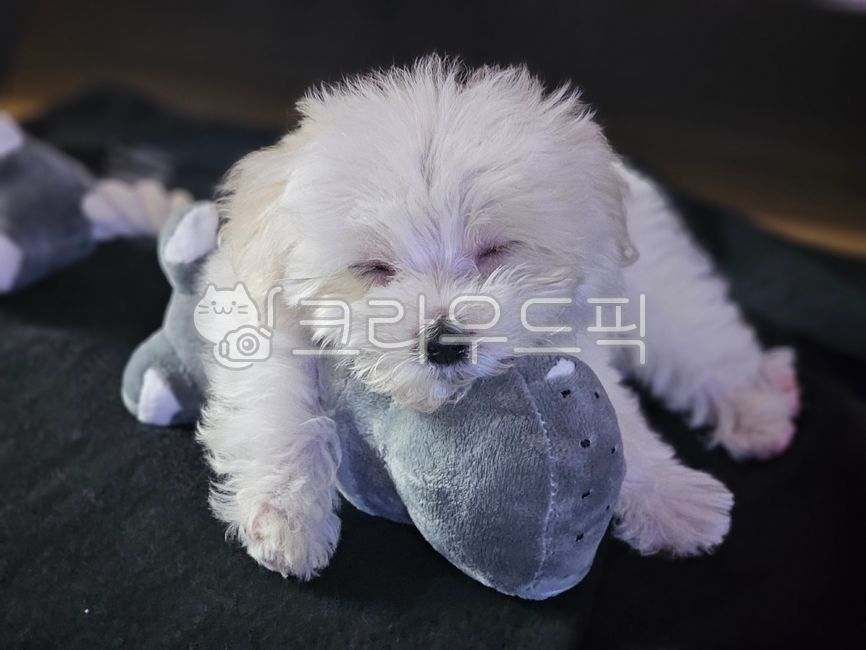 animal,동물,dog,개,mammal,베트남,호이안