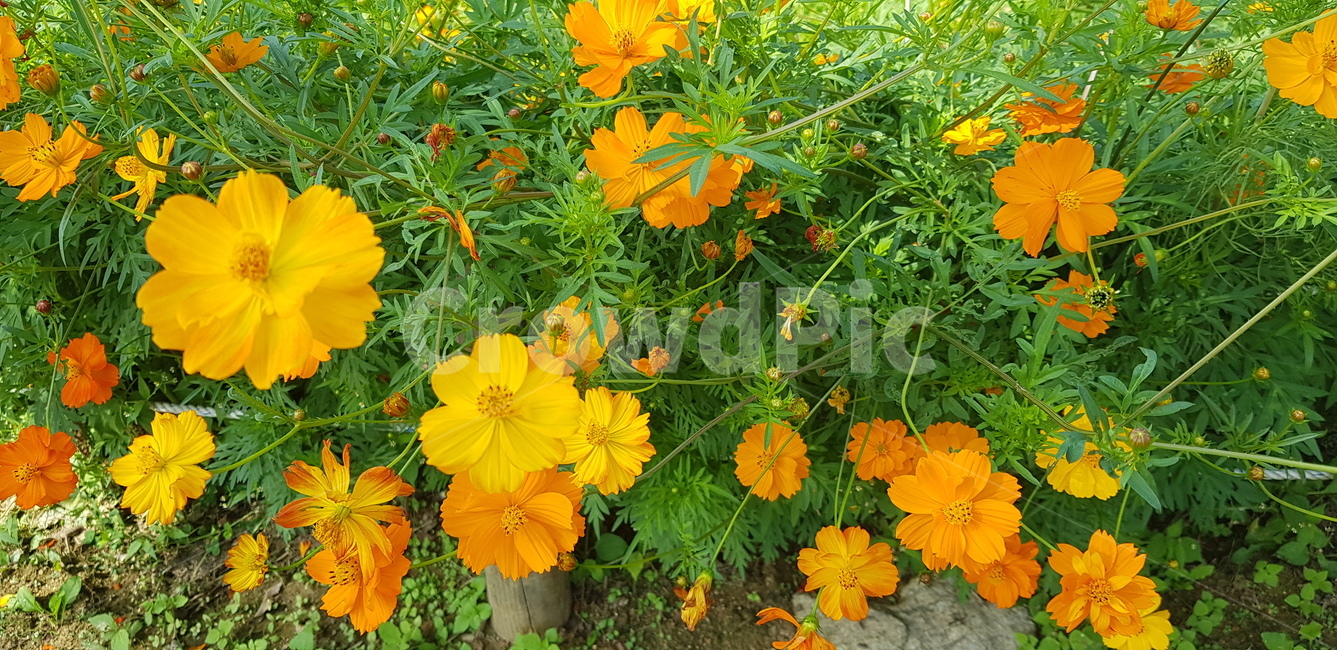 꽃,주황,계절,자연,뜰,화단,잎,식물,pottedplant,herbs,pottery,geranium,flower