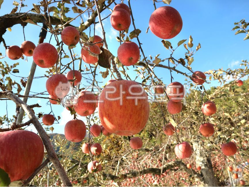 sky,mungyeong apple,appletree,fruit,tree,mungyeong,food,apple,orchard,fruit tree,plant,apple tree