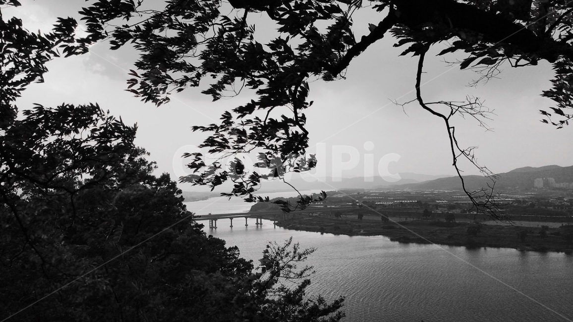 화원동산,강,낙동강,다리,사문진,자연풍경,나무,풍경,흑백사진,black,white,landscape,river,bridge,leaf,blackandwhitephotographs,Scenery