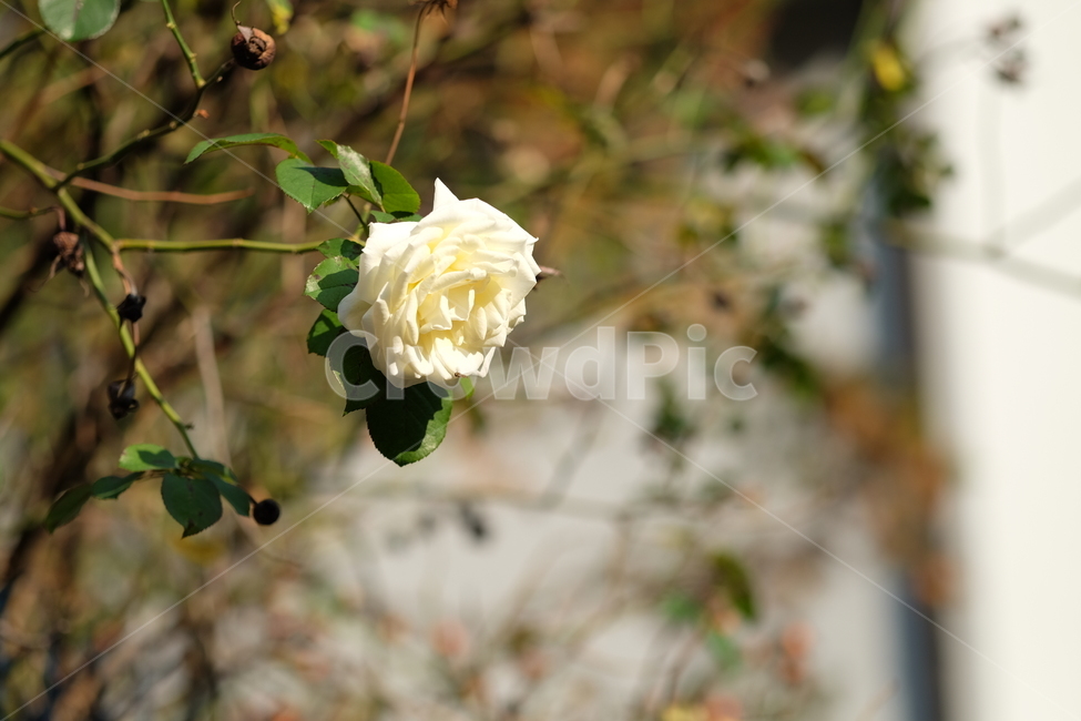 꽃,식물,자연,하얀,flower,plant,nature,white,순백,깔끔,순수,식물,자연,plants,nature,꽃,flower