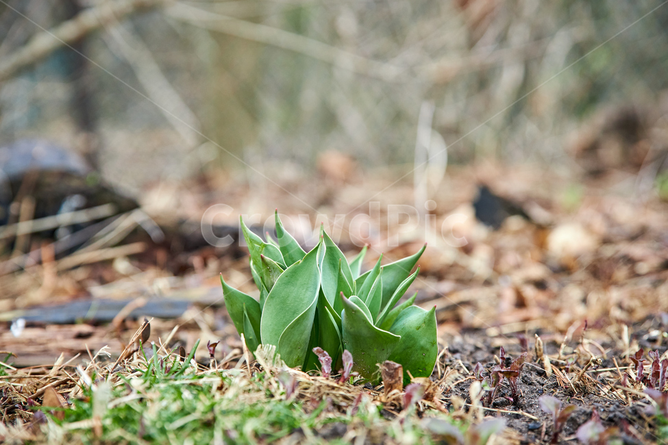 튤립,ground,바닥,plant,식물,싹,bud,sprout,새싹,봄,tulip,nature,green,튤립싹,튤립새싹