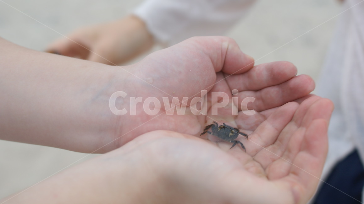 게,바다,해변,제주도바다,새끼게,갯벌,sea,동물,animal