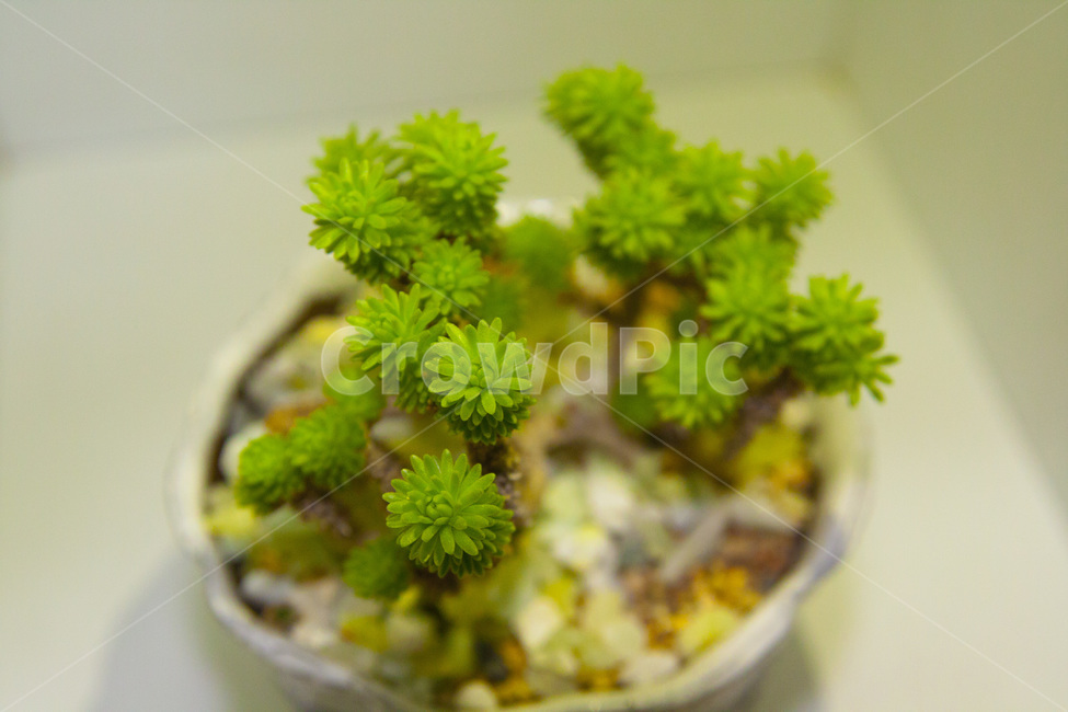 다육이,식물,화분,선인장,자연,식물,자연,plants,nature,실내용화초,화분,화초,house plant,인테리어,실내디자인,interior design