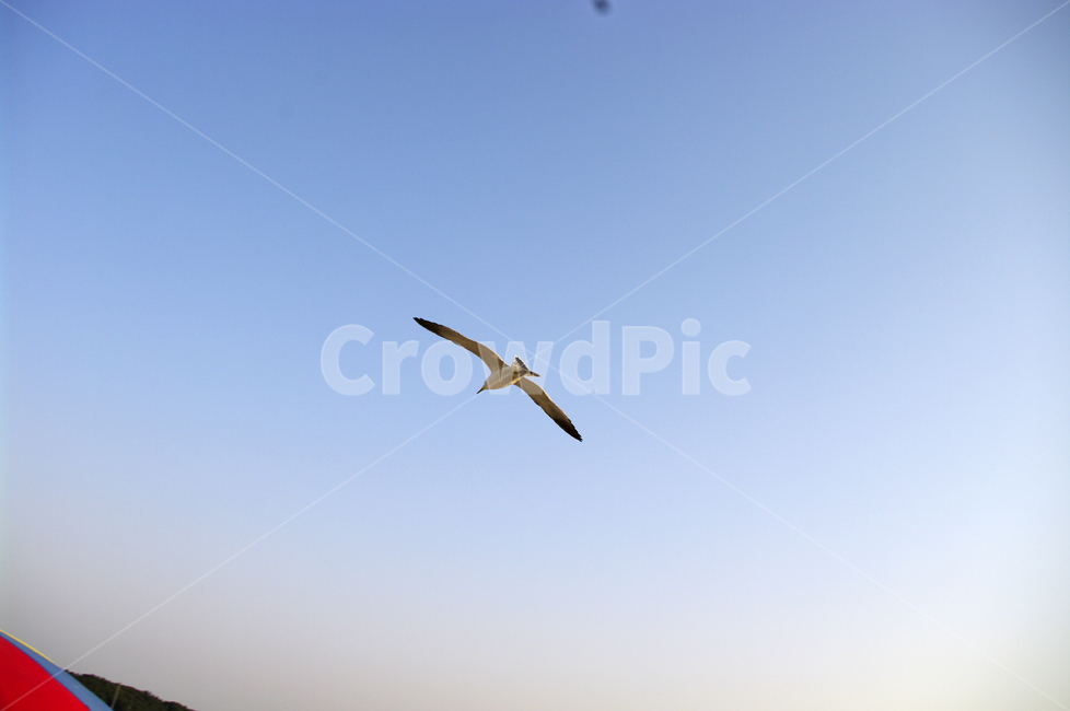 갈매기,새,날개,하늘,sky,동물,animal,조류,새,birds