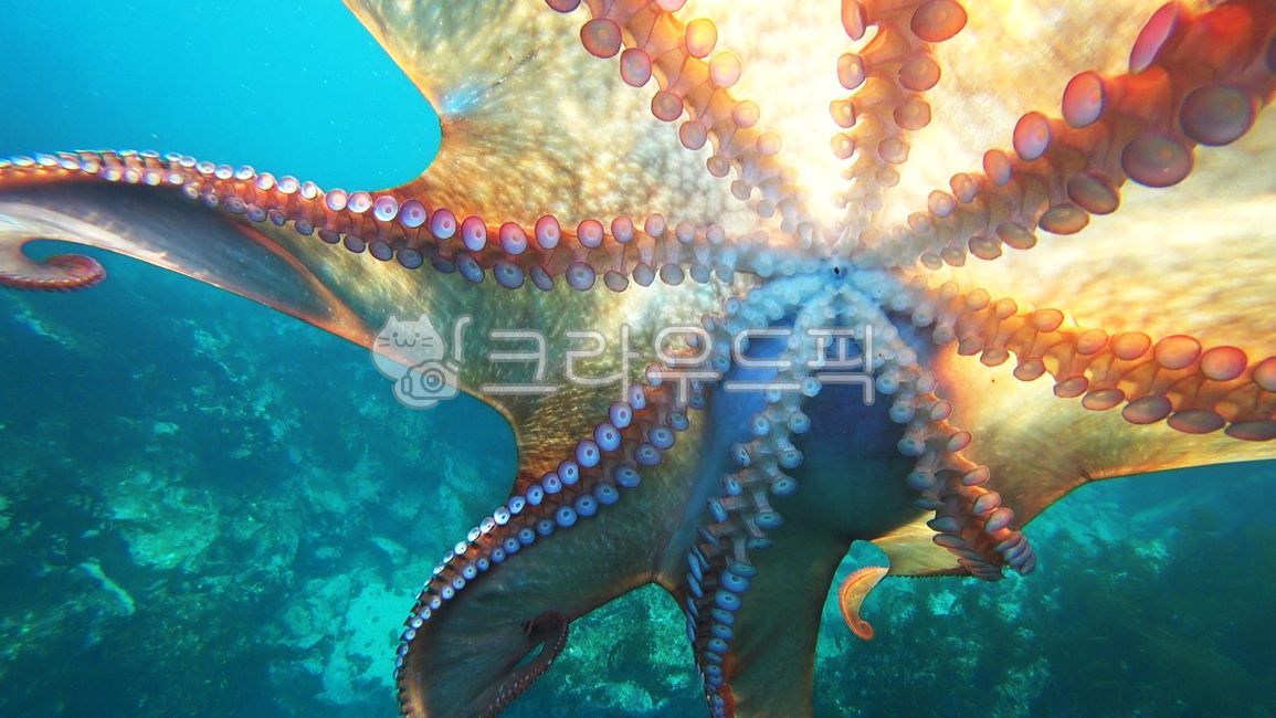 octopus,stone octopus,giant octopus,sucker,Blood octopus