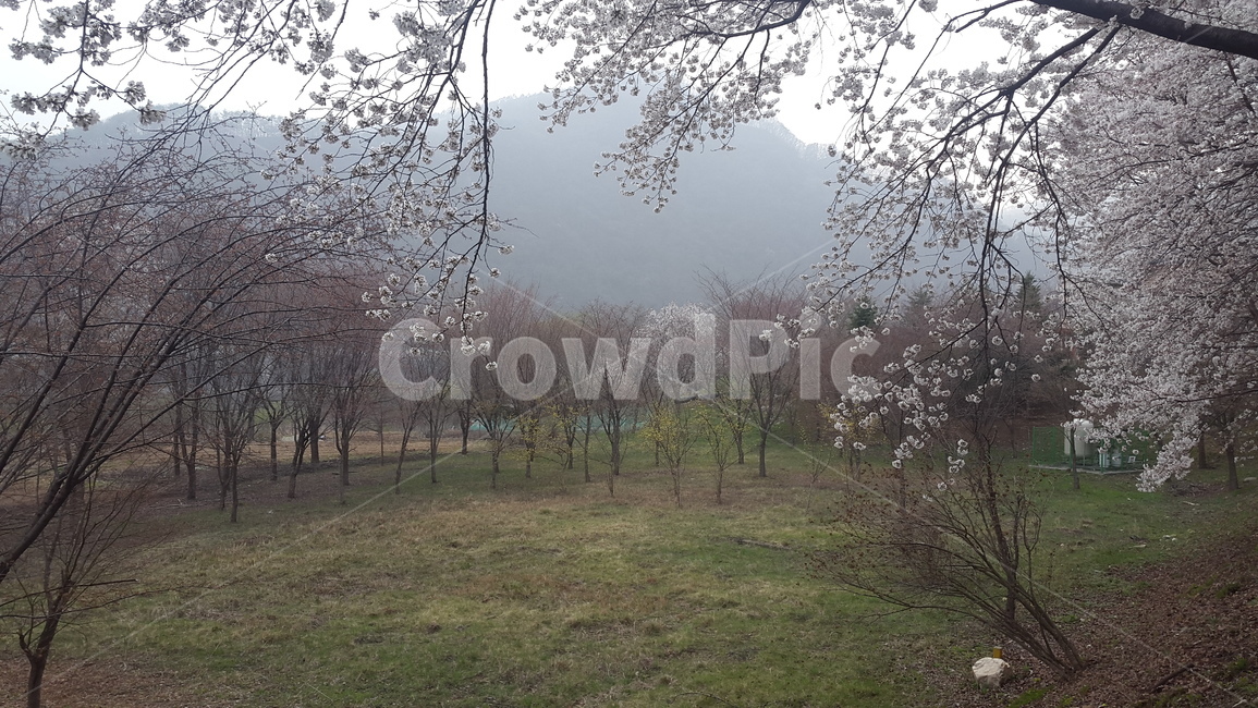 봄풍경,봄,벚꽃,산수유,자연,자연,풍경,nature,landscape,plant,식물,flower,꽃,cherry blossom,blossom