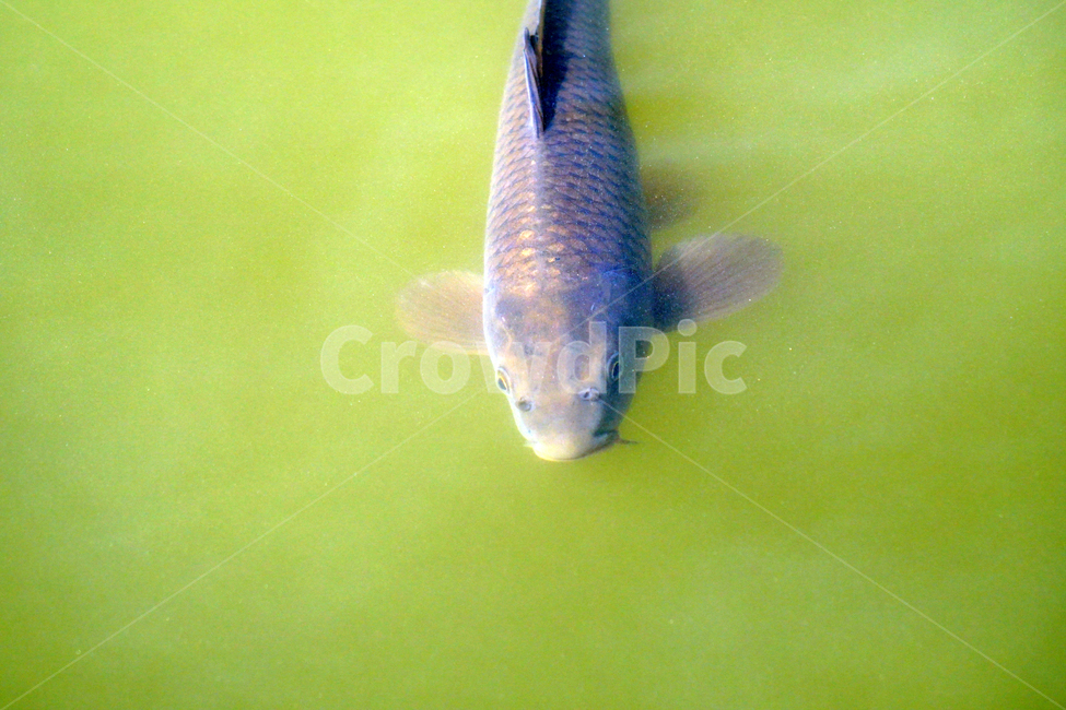물고기,잉어,붕어,생선,어류,동물,animal,fish,자연,natue,풍경,landscape,호수,3월,봄,계절,spring,lake,동물,animal,어류,물고기,fish