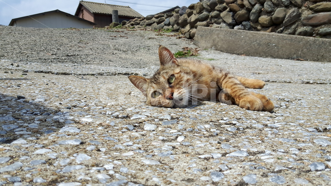 고양이,고양이섬,후쿠오카,아이노시마,일본고양이섬
