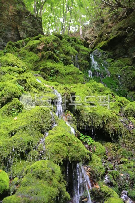 moss, 이끼, tree, nature, 자연, 사진,이미지,일러스트,캘리그라피 - 스틴작가