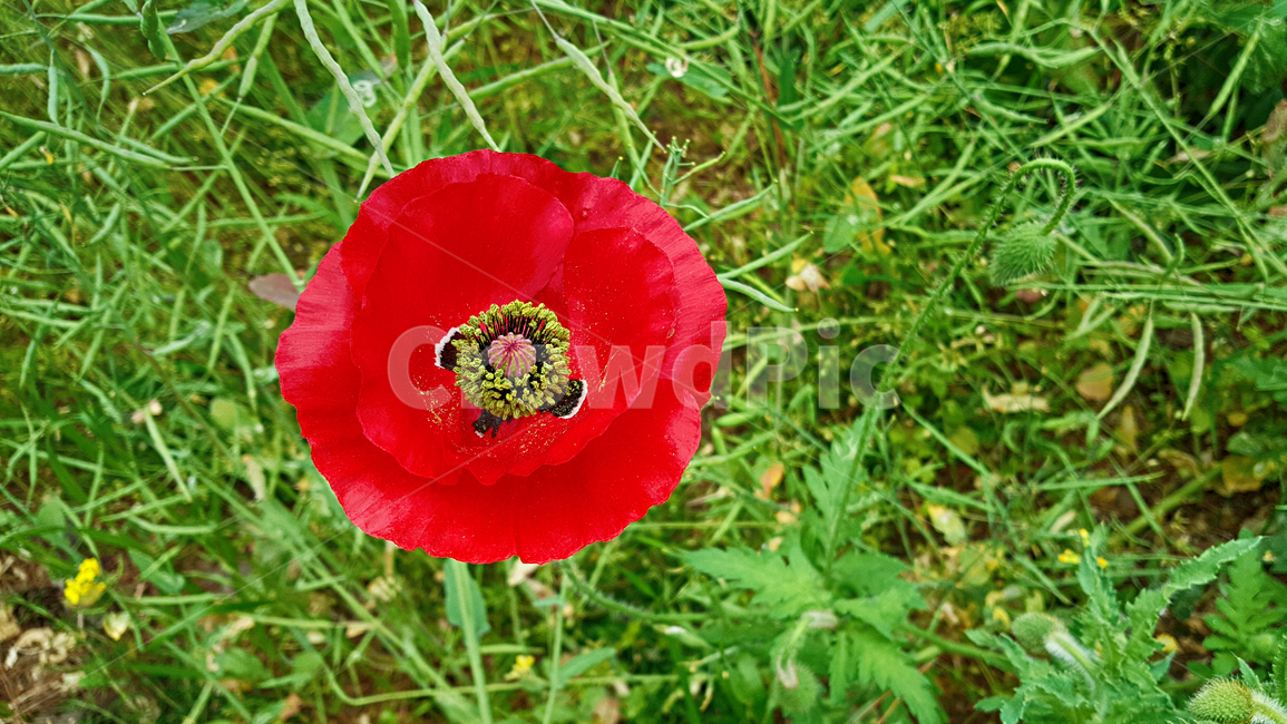 양귀비꽃,꽃,flower,식물,빨간꽃,식물,자연,plants,nature,꽃,flower