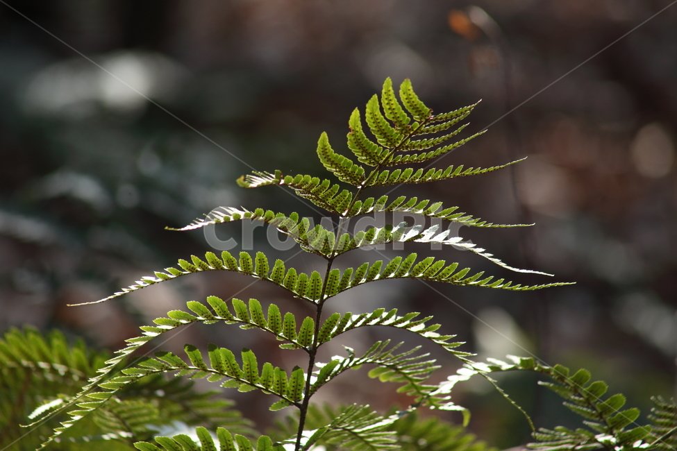고사리,식물,초록,bracken,plant,식물,자연,plants,nature