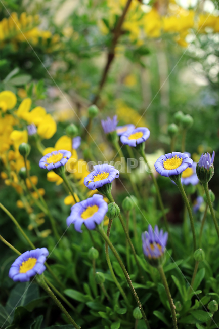 꽃,flowers,봄,계절,식물,자연,꽃밭,정원,아름다움,뷰티,배경이미지,백그라운드,배경,클로즈업,가드닝,텃밭,화려한,꽃잎,꽃송이,꽃봉오리,보라,보라색꽃,식물,자연,plants,nature,꽃,flower