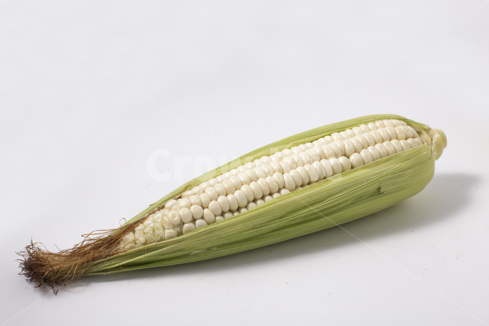 옥수수,식물,알맹이,노란색,찰옥수수,옥수수수염,콘,간식,팝콘,음식,식재료,요리,food,cook,meal,dishes,food reserves