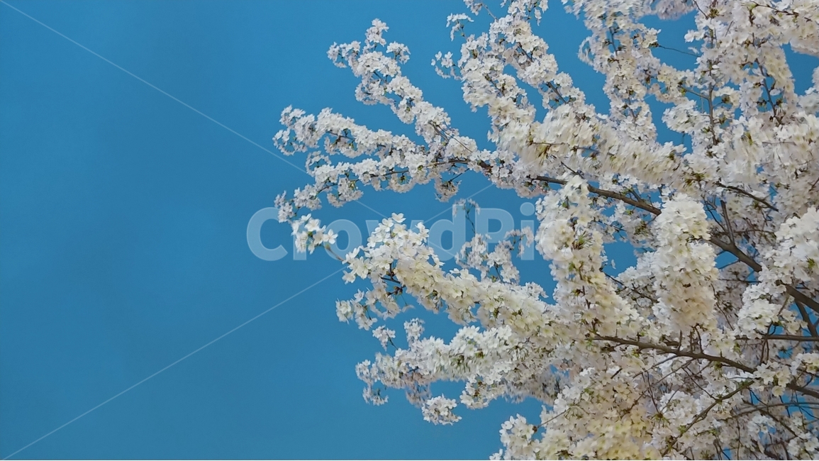 봄,하늘,벚꽃,꽃,나무,자연,풍경,배경,봄,계절,spring,season,식물,자연,plants,nature,꽃,flower,plant,blossom