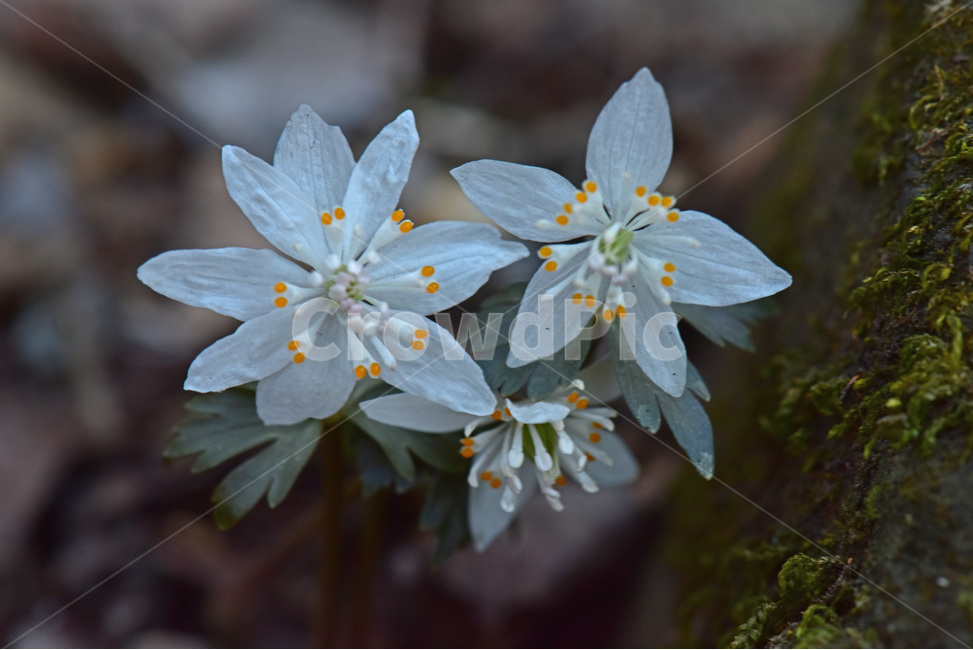 너도바람꽃,whitesnowdrop,야생화,이른봄,희귀식물,흰색,식물,자연,plants,nature,꽃,flower