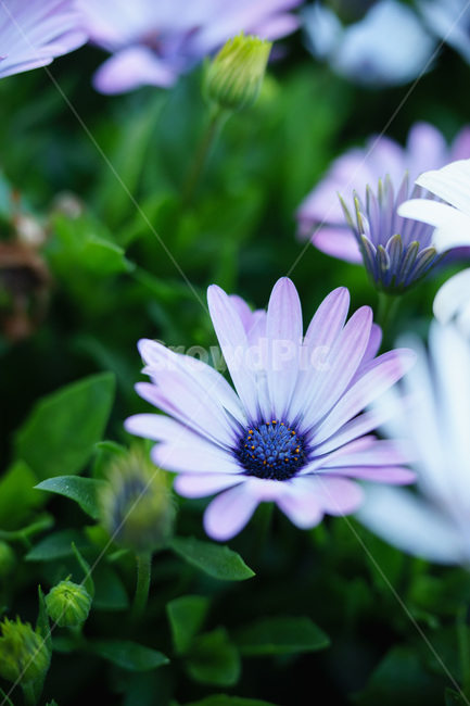아침,landscape,꽃,접사,macrophotography,flower