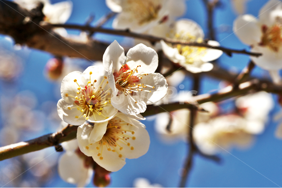 매화,꽃,매실나무,봄,계절,식물,사군자,장미과,봄,계절,spring,season,식물,자연,plants,nature,꽃,flower,plant