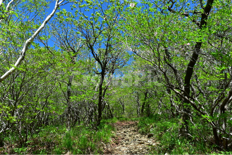 태백산,풍경,자연,국립공원,명산,신비로운,경이로운,아름다운,다큐,필,힐링,landscape,season,nature,비경,경치,봄,숲,spring,신록,연두색,자연,풍경,nature,landscape,path,통로,tree,나무,plant,식물,ground,바닥