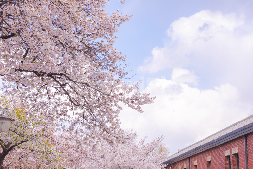 plant,식물,flower,꽃,blossom,벚꽃,벚꽃시즌,구름,하늘,핑크색꽃,핑크,pink,cherryblossom,봄날씨,봄,봄하늘,sky,cloud,식물,자연,plants,nature,꽃,flower
