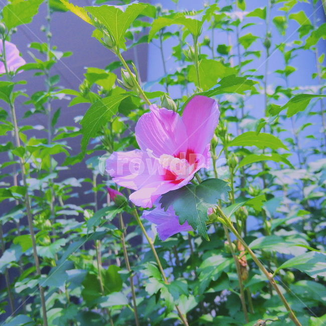 flower,꽃,plant,식물,blossom,분홍빛