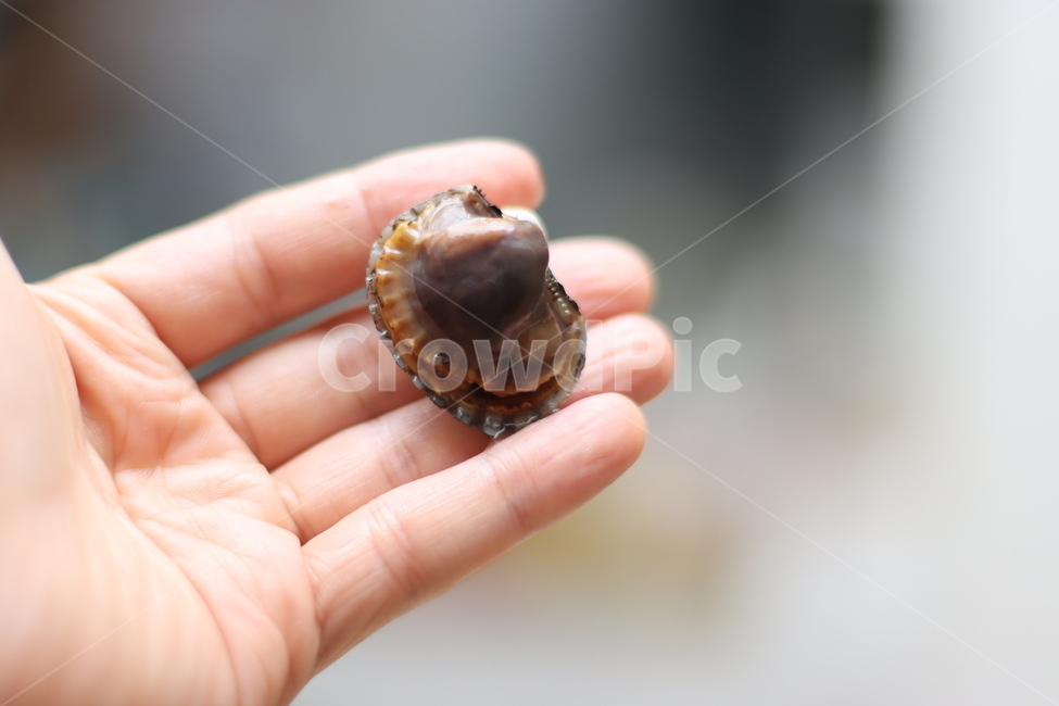 꼬막,참꼬막,벌교꼬막,해양생물,조개,finger,손가락