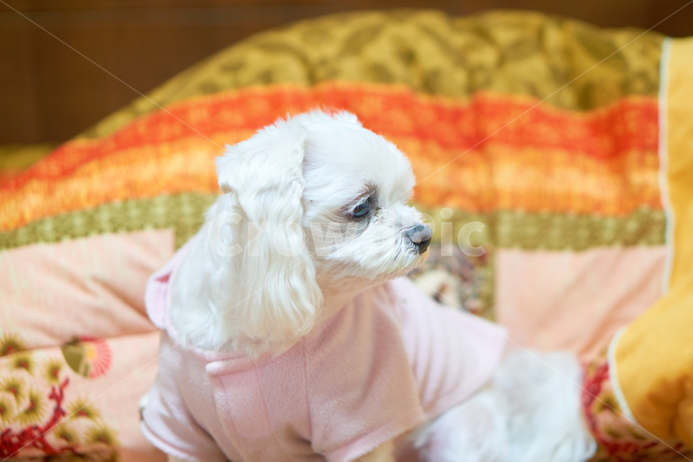 개,강아지,말티즈,마르티스,동물,댕댕이,애니멀,animal,말티스,마르티즈,pet,dog,nature,자연,동물보호,동물,animal,포유류,mammal,개,강아지,dog,doggy