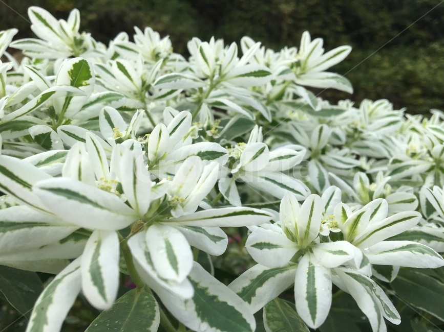 꽃,근접,자연,식물,잎,식물,자연,plants,nature,꽃,flower