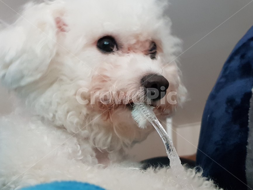 강아지,dog,puppy,비숑,bichon,양치,칫솔