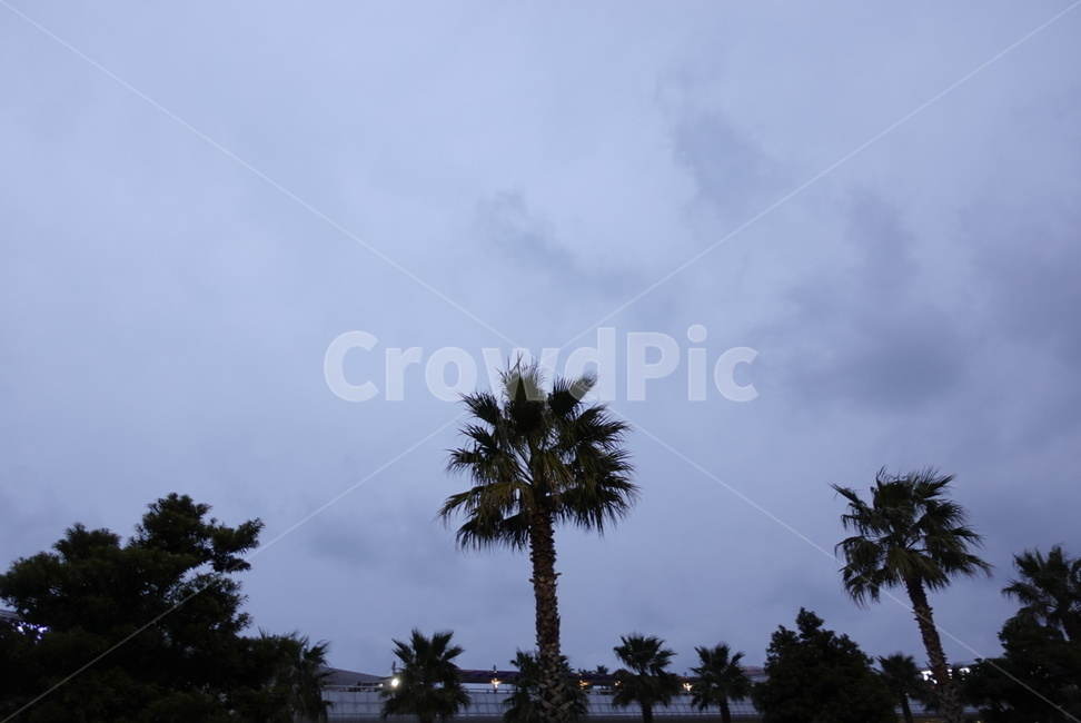 저녁,하늘,구름,야자수,제주도,나무,자연,자연,풍경,nature,landscape,tree,plant,식물,palm tree