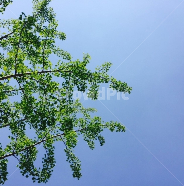 tree,나무,푸른하늘,하늘,파릇파릇,식물,자연,plants,nature,나무,trees,wood