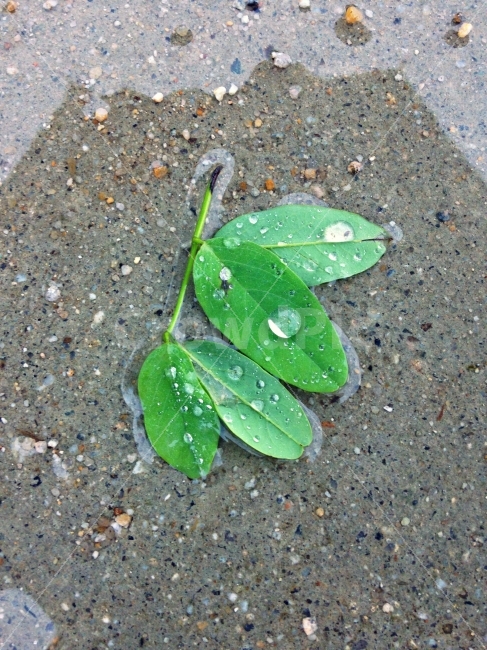 아카시아,잎,자연,여름,비,빗방울,초록,물방울,청량,시골,식물,자연,plants,nature,비,비오는날,rain,rainy