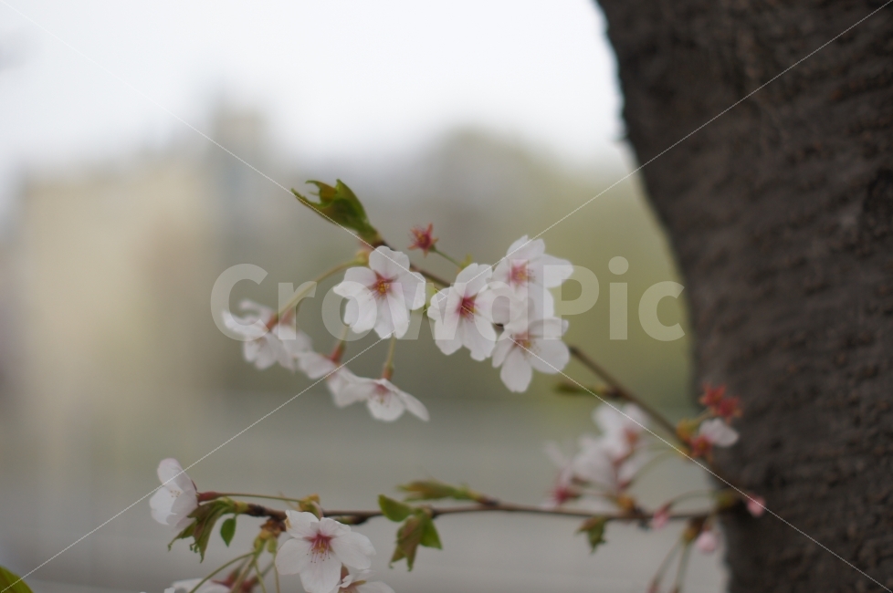 봄,봄꽃,벚꽃,봄풍경,풍경,꽃,꽃사진,안양천,식물,자연,plants,nature,봄,계절,spring,season,꽃,flower,plant,blossom,cherry blossom