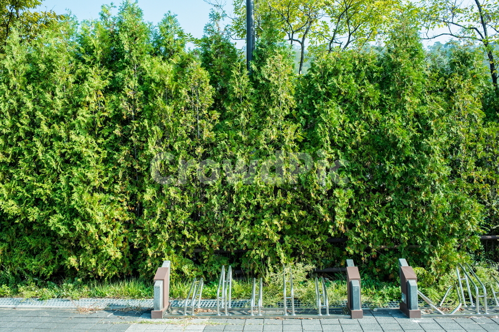 나무,공원,식물,자전거거치대,plant