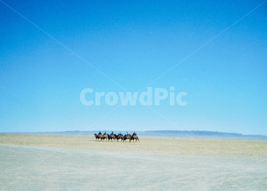 낙타,자연,몽골,대자연,필름카메라,자연,풍경,nature,landscape