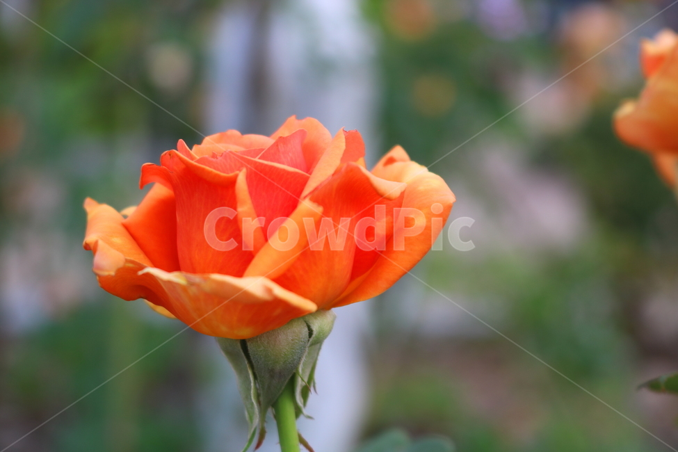 장미,장미꽃,꽃,식물,자연,맛쯔리,원예,관상용,식물,자연,plants,nature,꽃,flower