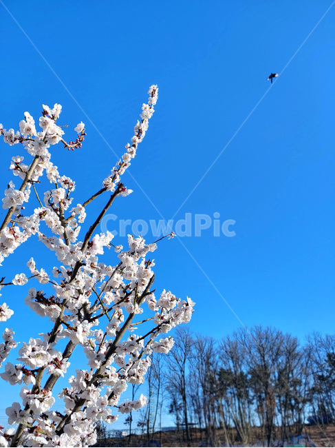 plant,blossom,꽃,매실,자연,식물,매실꽃,재비,bird