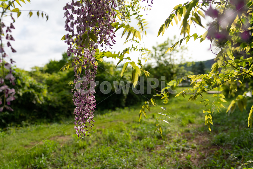등나무꽃,등꽃,자연,wisteria,flower,하늘,구름,sky,식물,자연,plants,nature,꽃,flower,휴식,힐링,rest,relaxation,healing