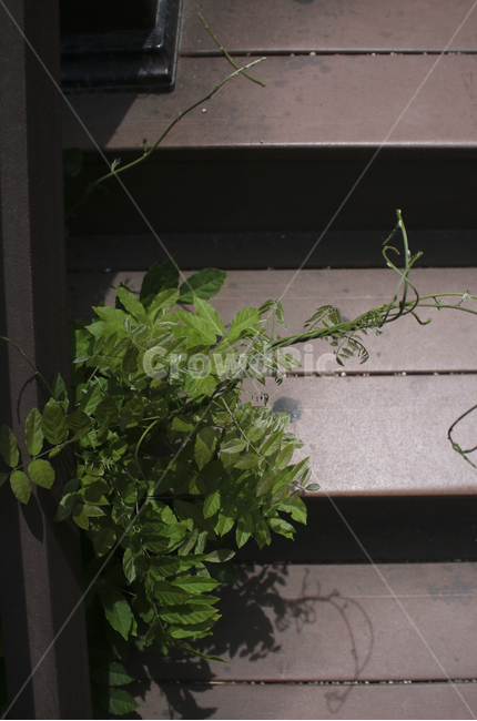 plant,식물,leaf,잎,계단,틈,초록,green