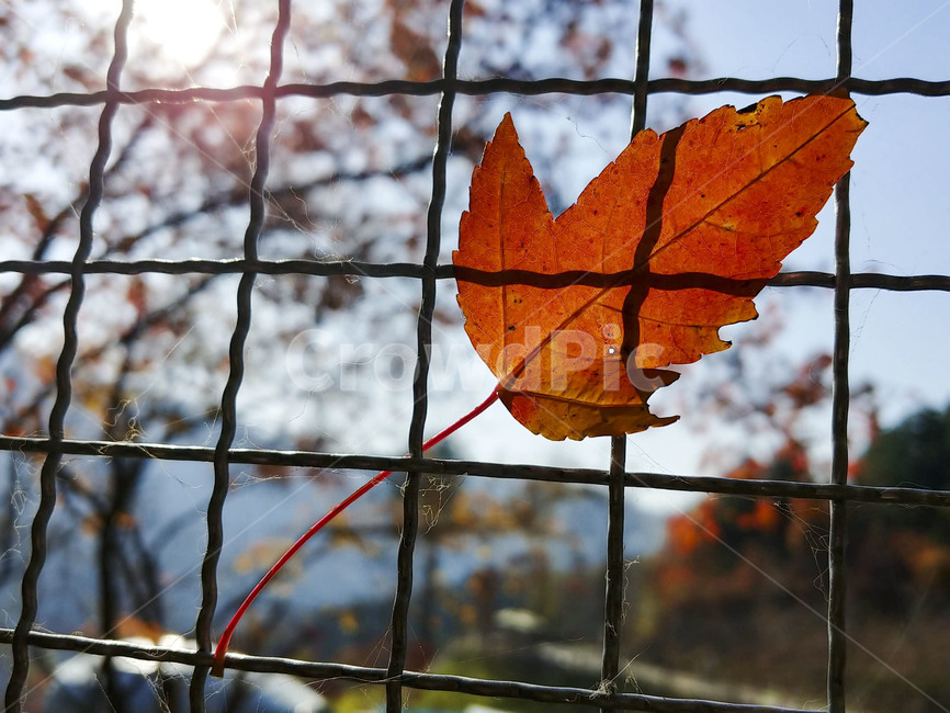 단풍잎,나뭇잎,가을,잎,낙엽,식물,autumn,leaf,leaves,maple,fall,plant,계절,season,가을,계절,fall,autumn,season,식물,자연,plants,nature
