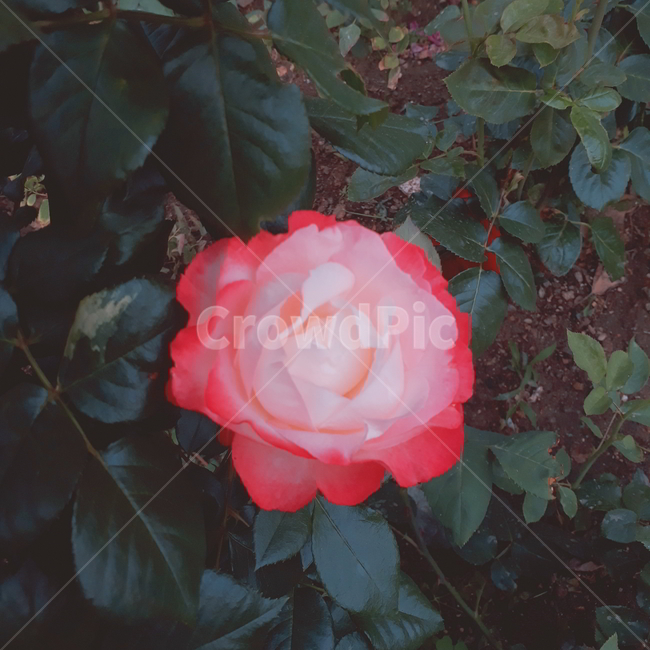 꽃,장미,식물,rose,flower,빈티지,식물,자연,plants,nature,꽃,flower